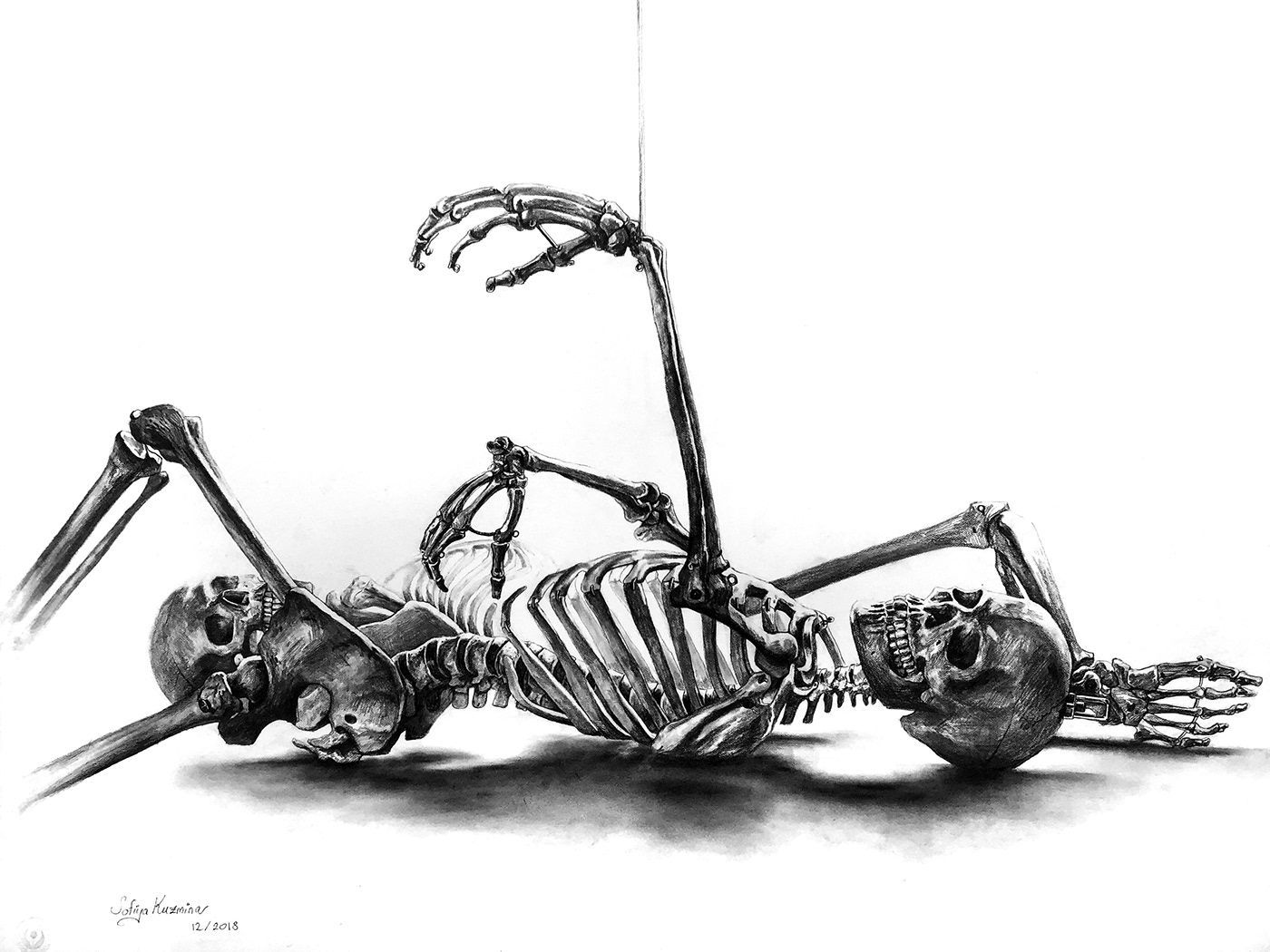 anatomy bones skeleton skull academic Anatomy drawing study svanyc ribcage