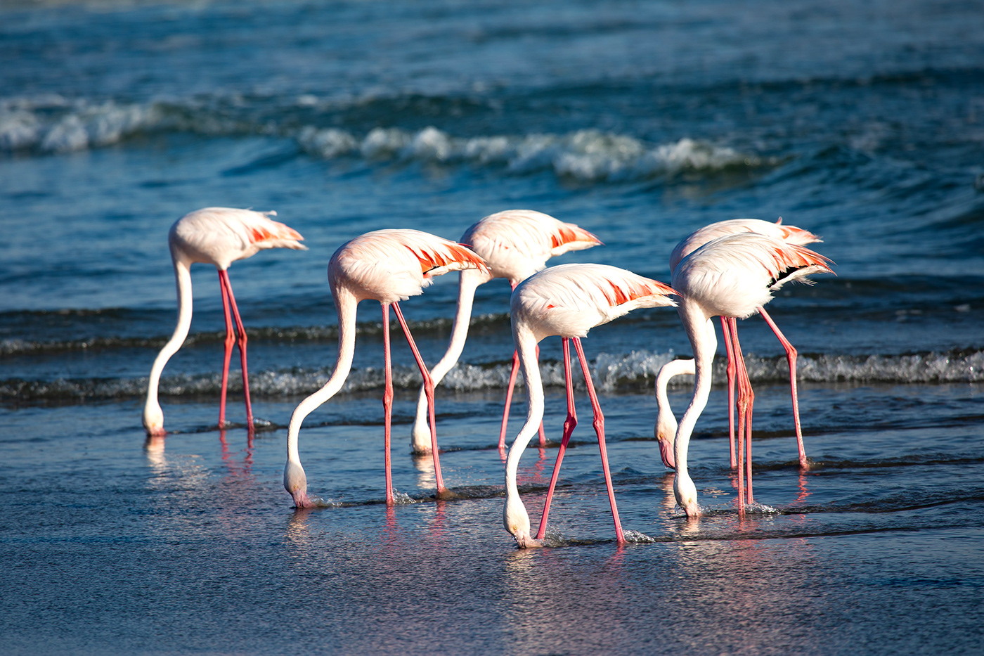 Flamingos feeding on the seashore