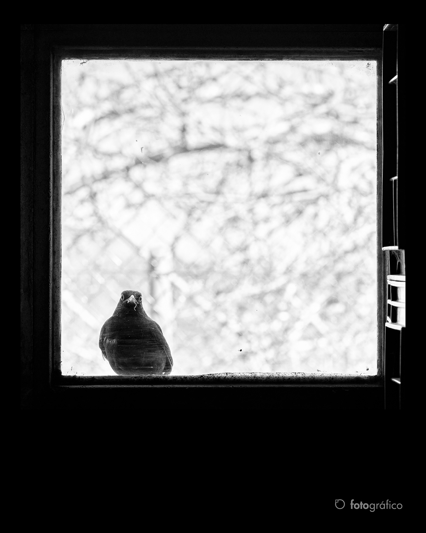 bird animal pajaro blanco y negro Photography  photographer Nature street photography black and white monochrome