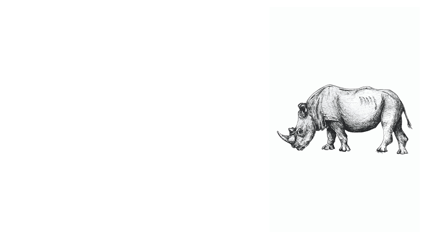 Rhino pencil drawing