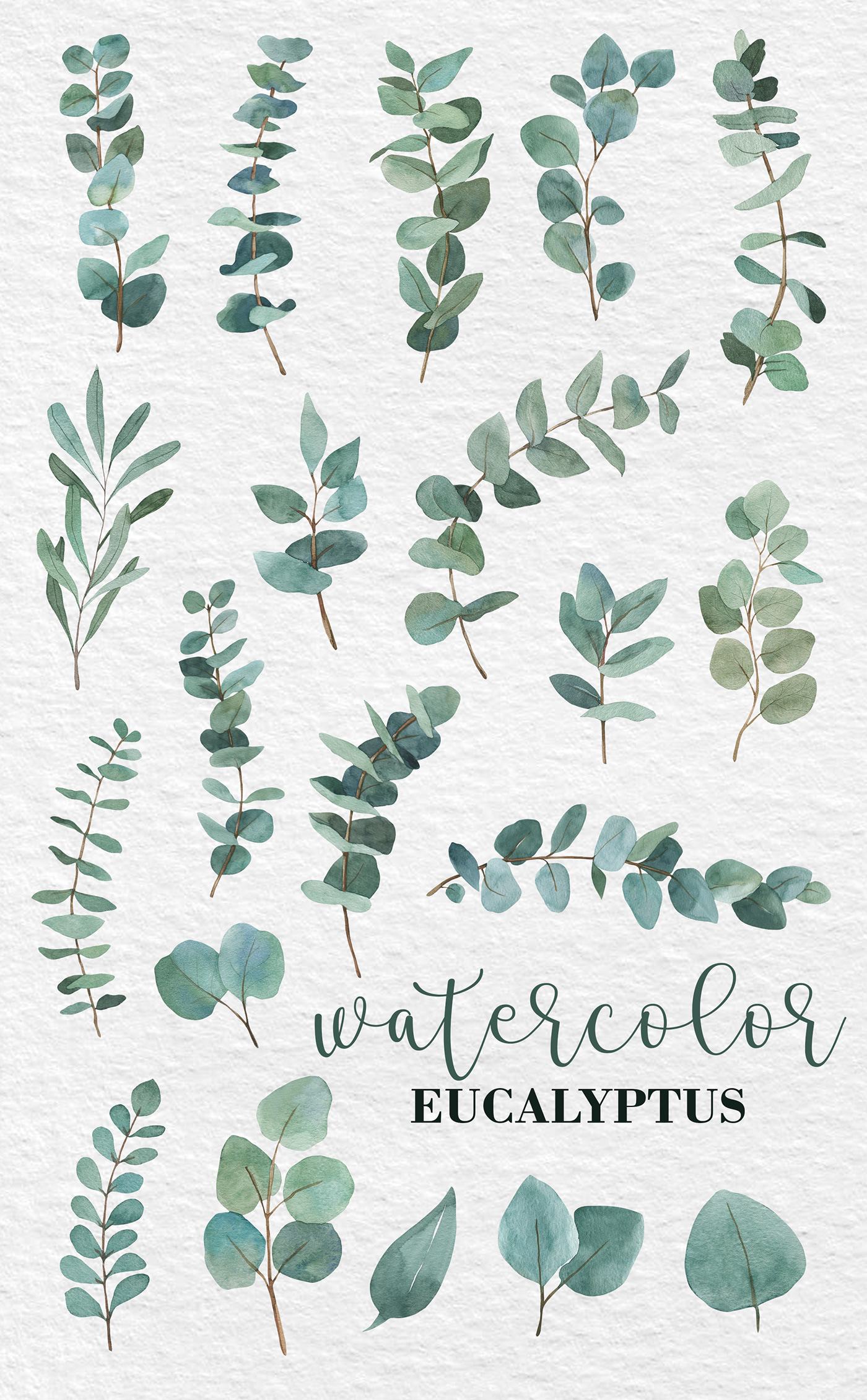 Watercolor Eucalyptus Clipart