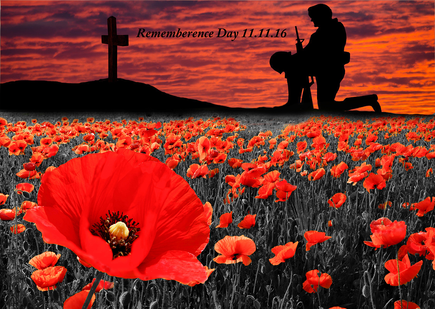 Мак символ памяти. Remembrance Day маки. Remembrance Day Тед Харрисон. Remembrance Day Королева. Remembrance Day Poppy.