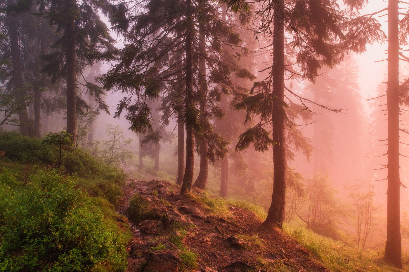 Bavaria Bayern Deutschland fog forest germany nebel wald wood