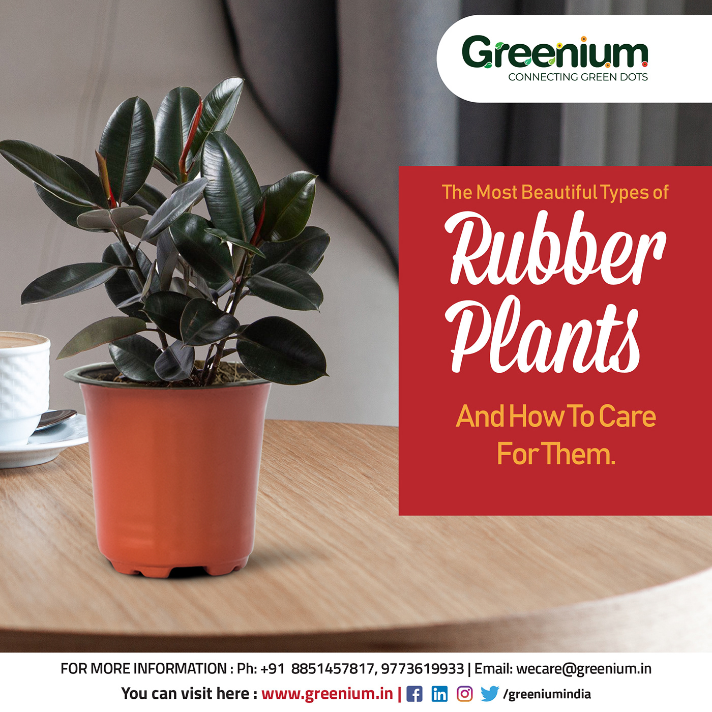 Plant rubber