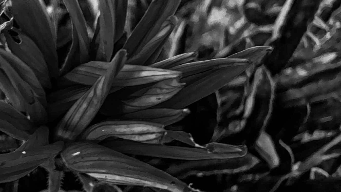 abstract beauty black and white Flowers galhos   lightroom Nature pb Photography  photographyabstract