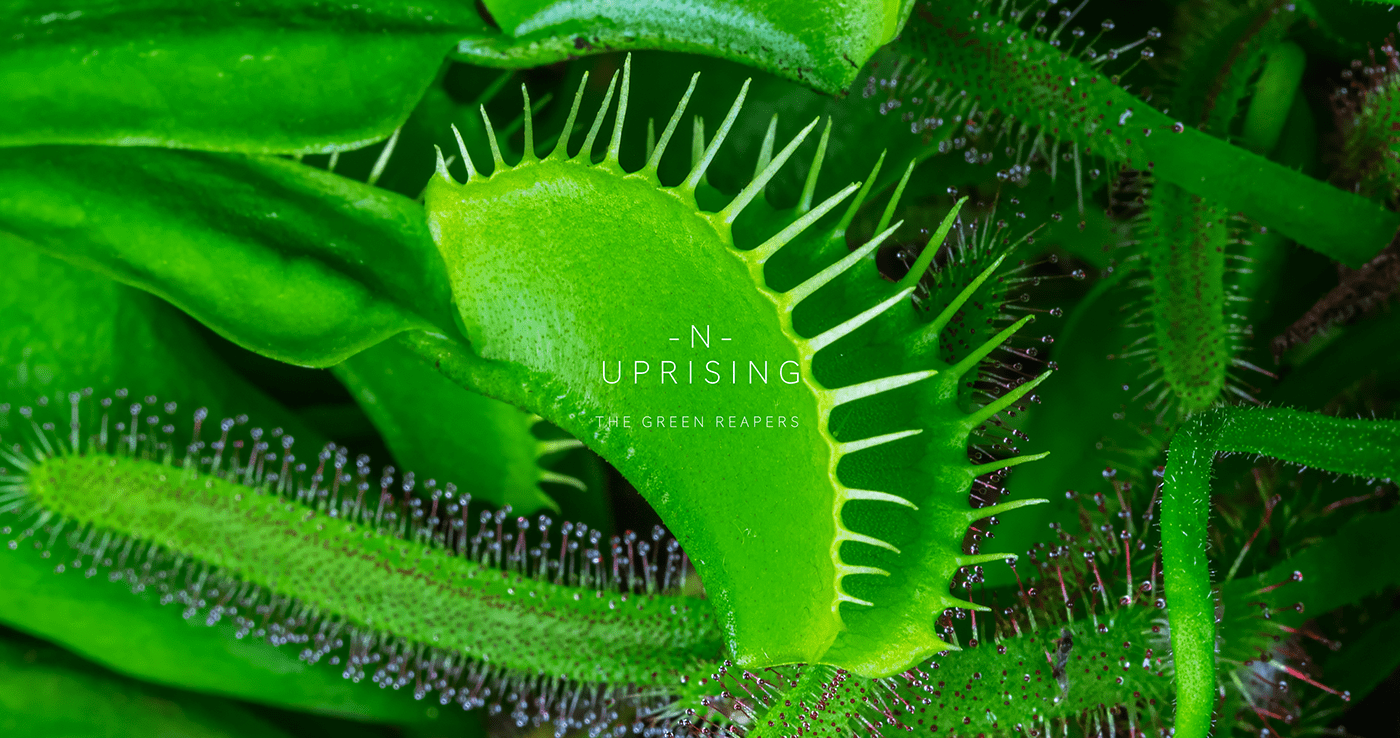 carnivorous graphic design  insect macro motion Nature plants timelapse