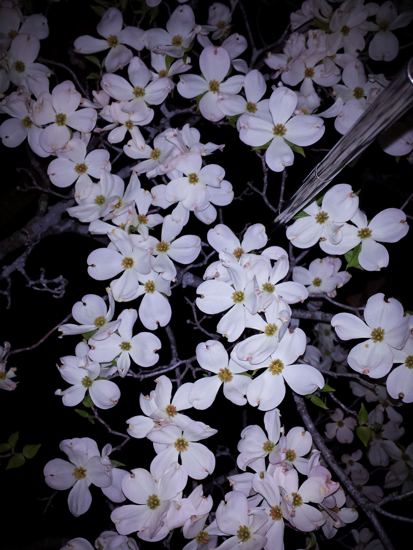 Selfie stick selfie stick series night flower floral bloom selfie krawec contrast gif photo