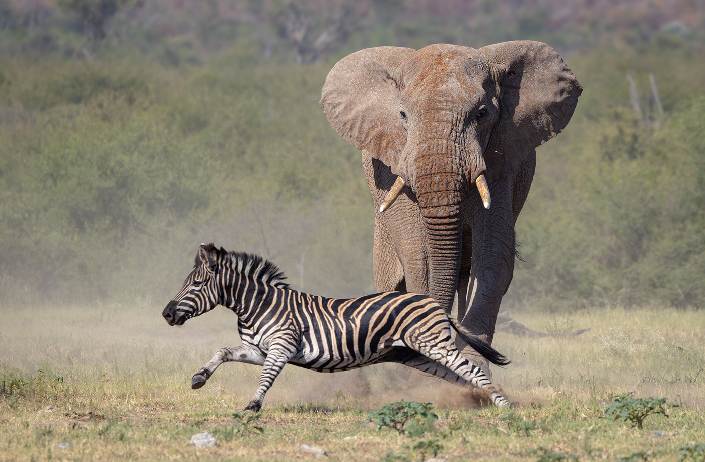 elephant animals Nature Travel adventure зебра africa wildlife nature photography african