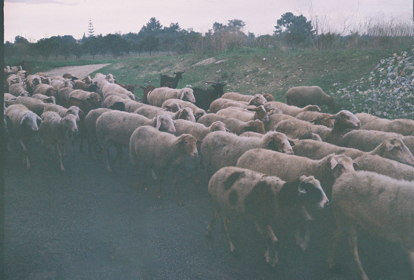 35mm 35mm film 35mm Photography analog photography film photography Fujicolor C200 grain sheeps sunset yashica electro 35