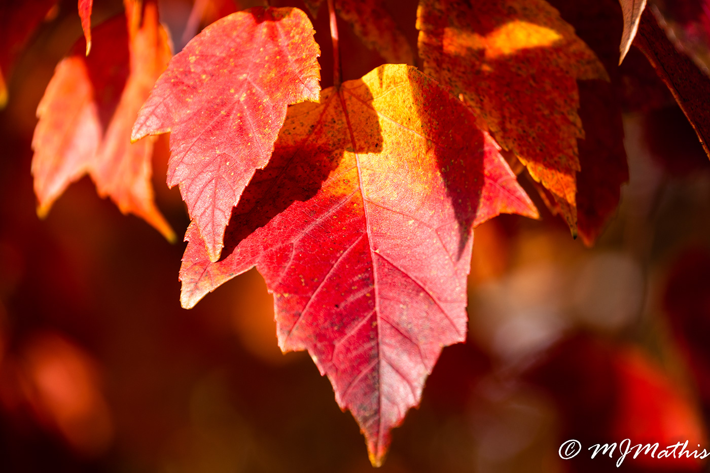 Nature leaves Fall colorful Autum Glory