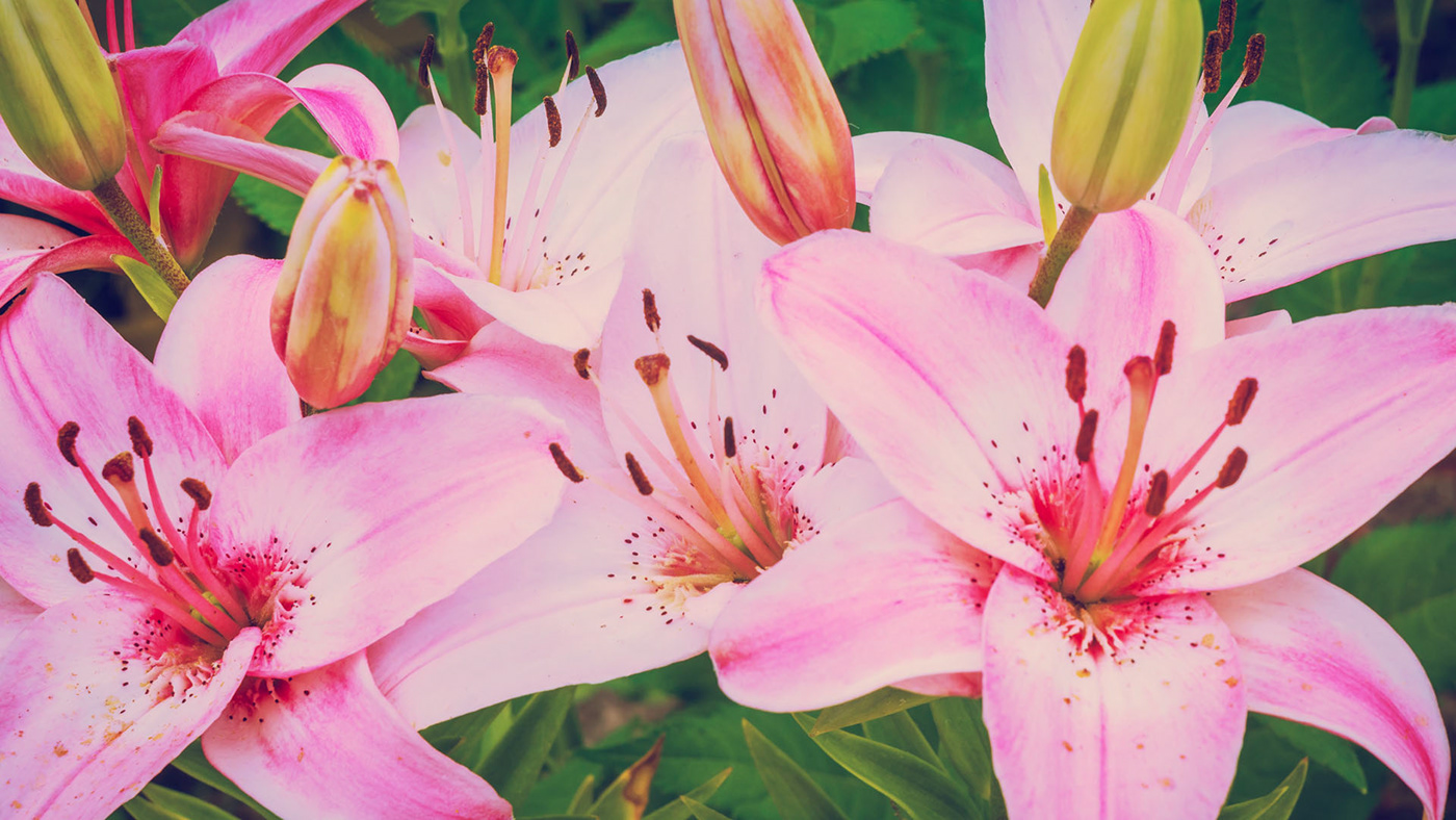 Lily flowers free wallpapers on Behance
