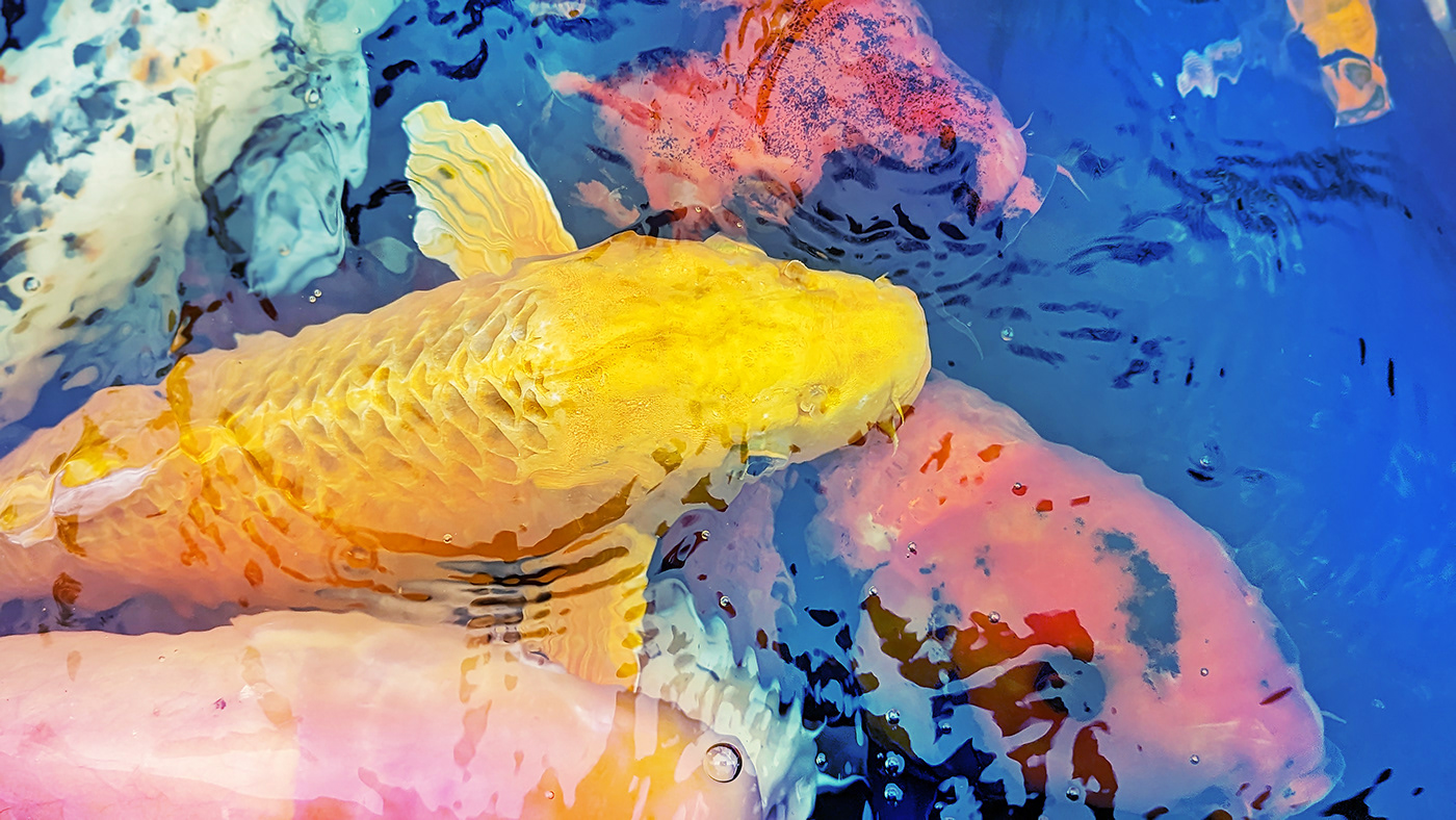 koi fish KOI FISH Digital Art  Photography  photographer shelby hanlon Macro Photography Nature water