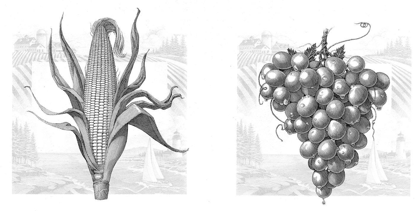 illustrations hand drawn Fruit Illustration Vegetable illustrations promotional material freelance illustrator