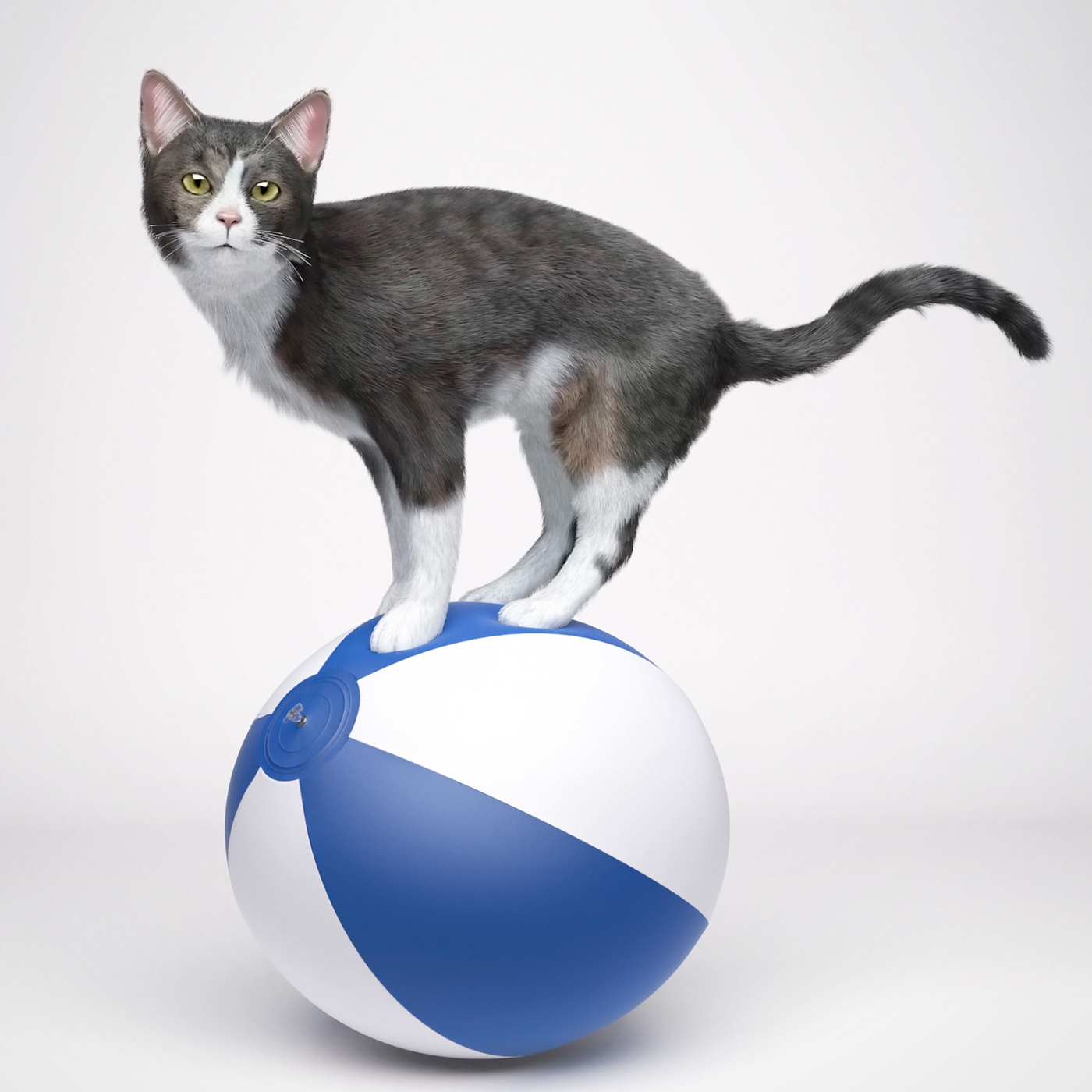 Cat 3D Fur Render ball