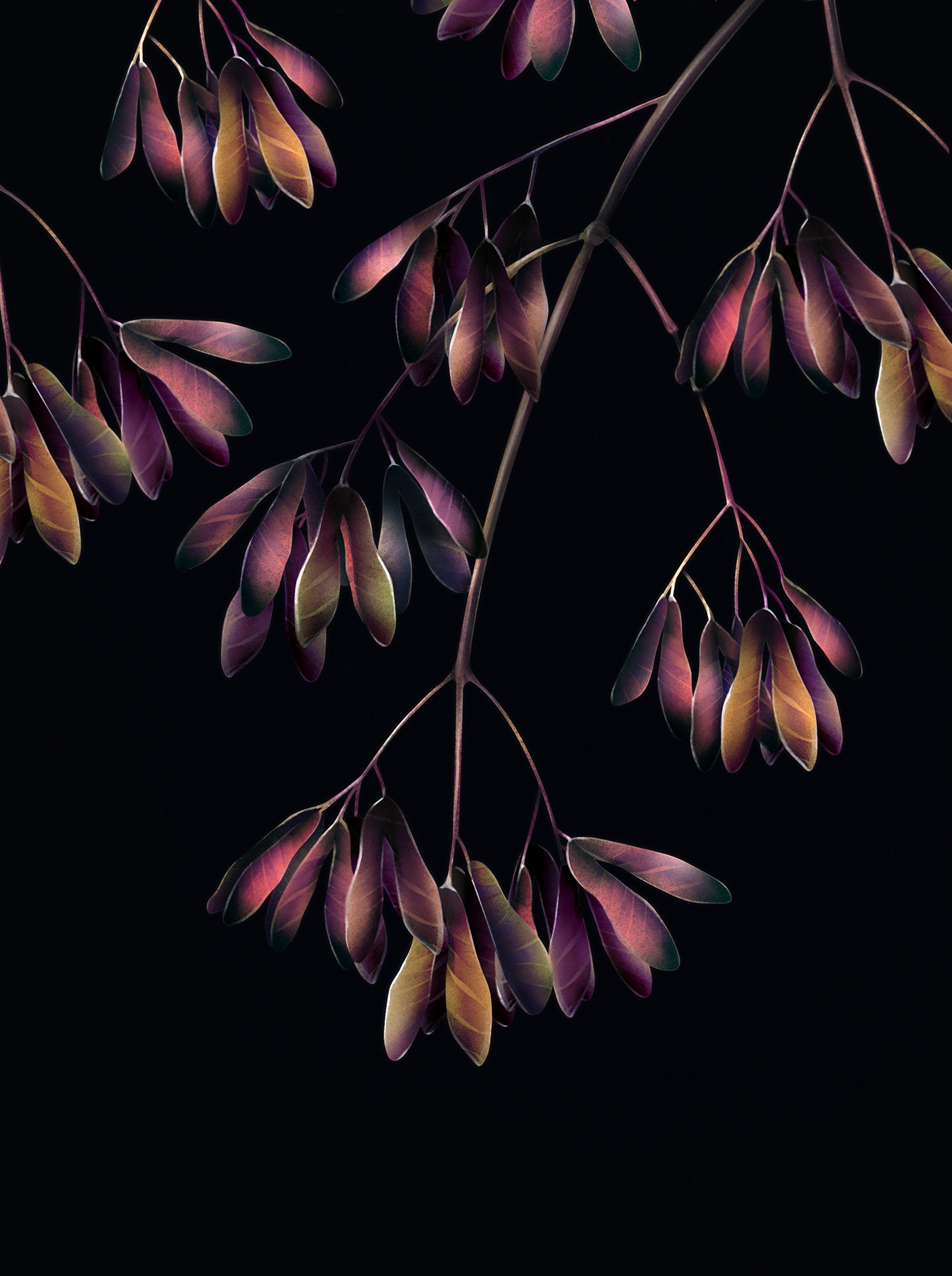 art blossom botanical digital Flowers ILLUSTRATION  Illustrator iris modern Procreate