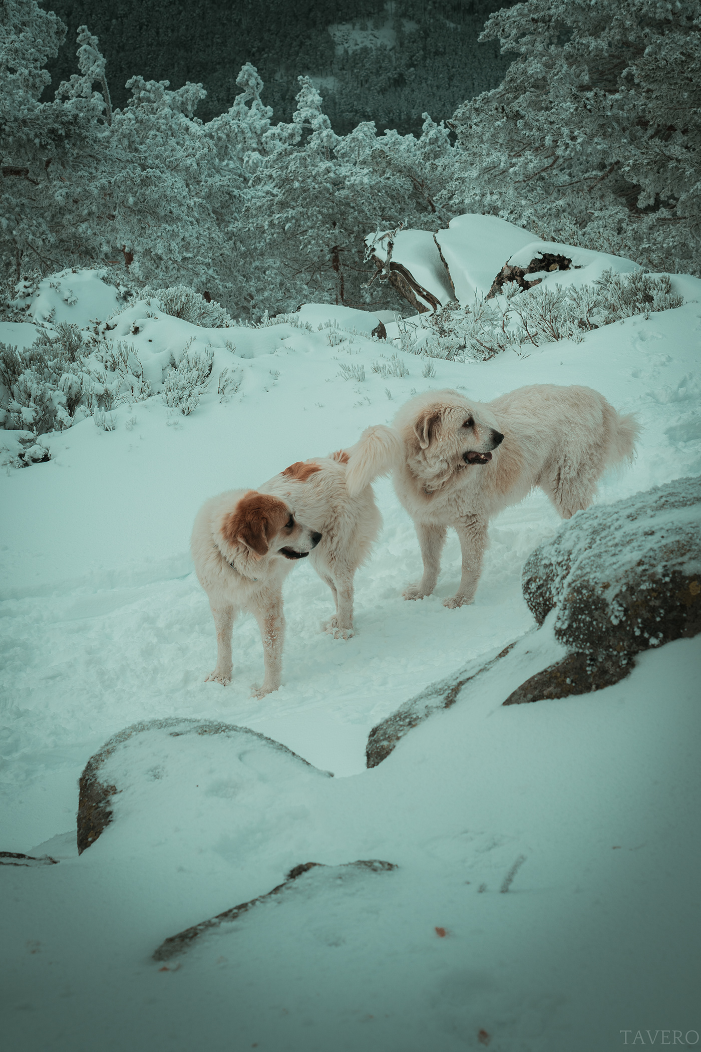 animals dogs montañas mountain nieve orange orange and teal perros snow teal