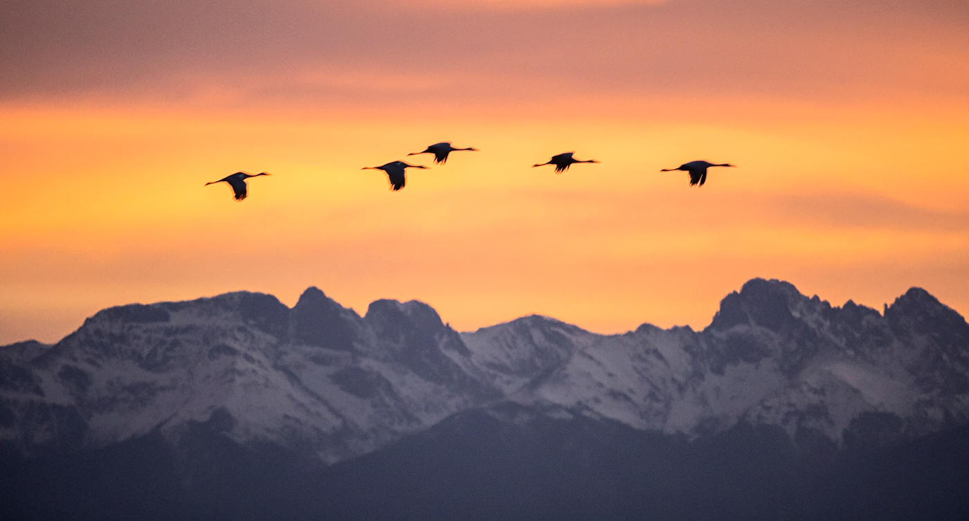 sandhill cranes at sunrise
