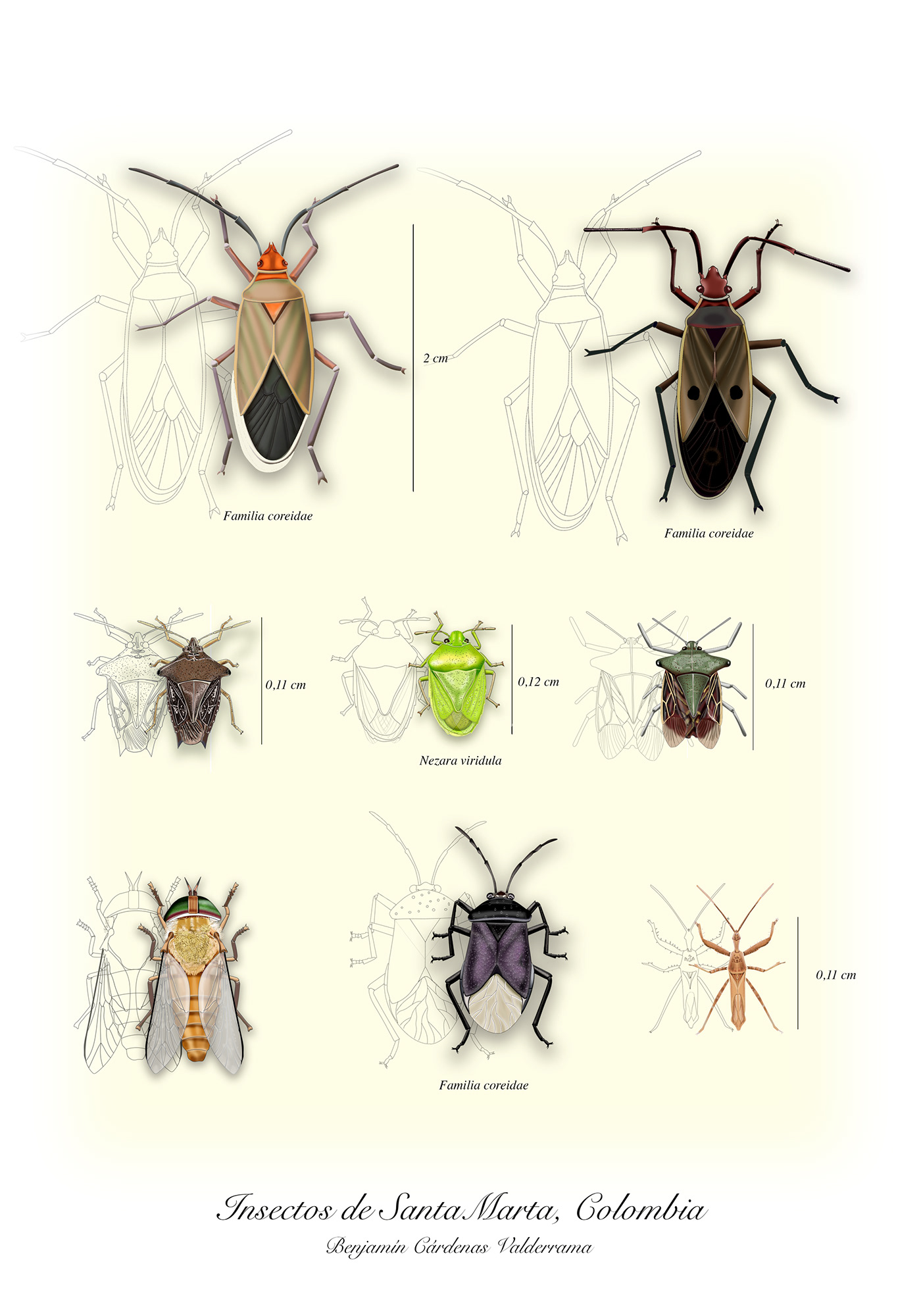 Insectos de Santa Marta