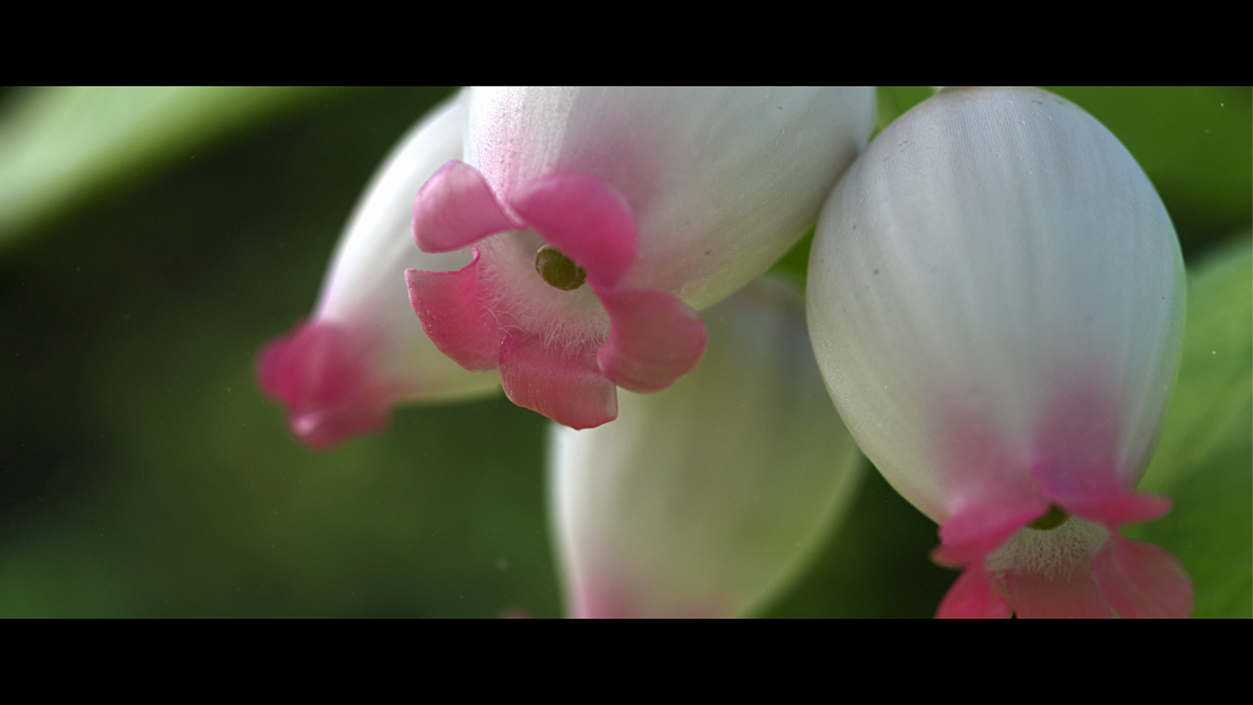 flower grow timelapse cg greenery CG plants 3d plants hop rose linen macro pharmacy