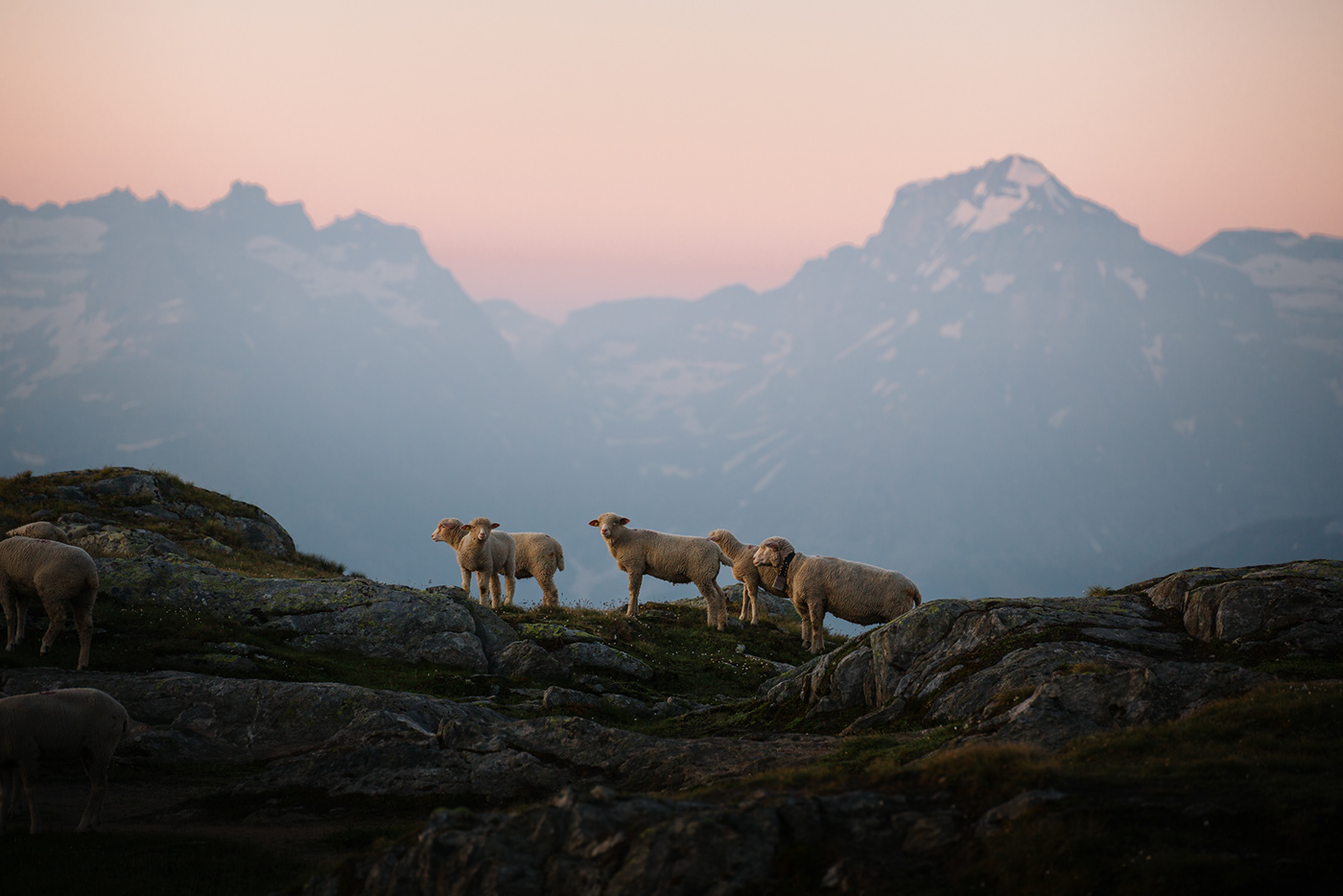alps animals hiking Landscape mountains Nature Outdoor sheep Switzerland Sunrise
