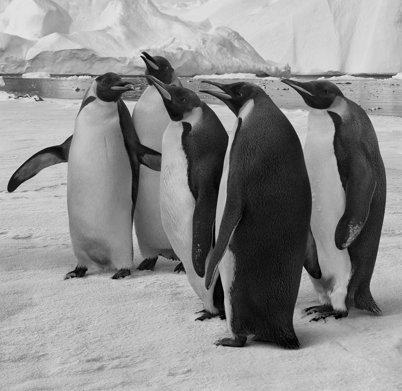 penguin ice Landscape Mattepainting animal Advertising  iceberg