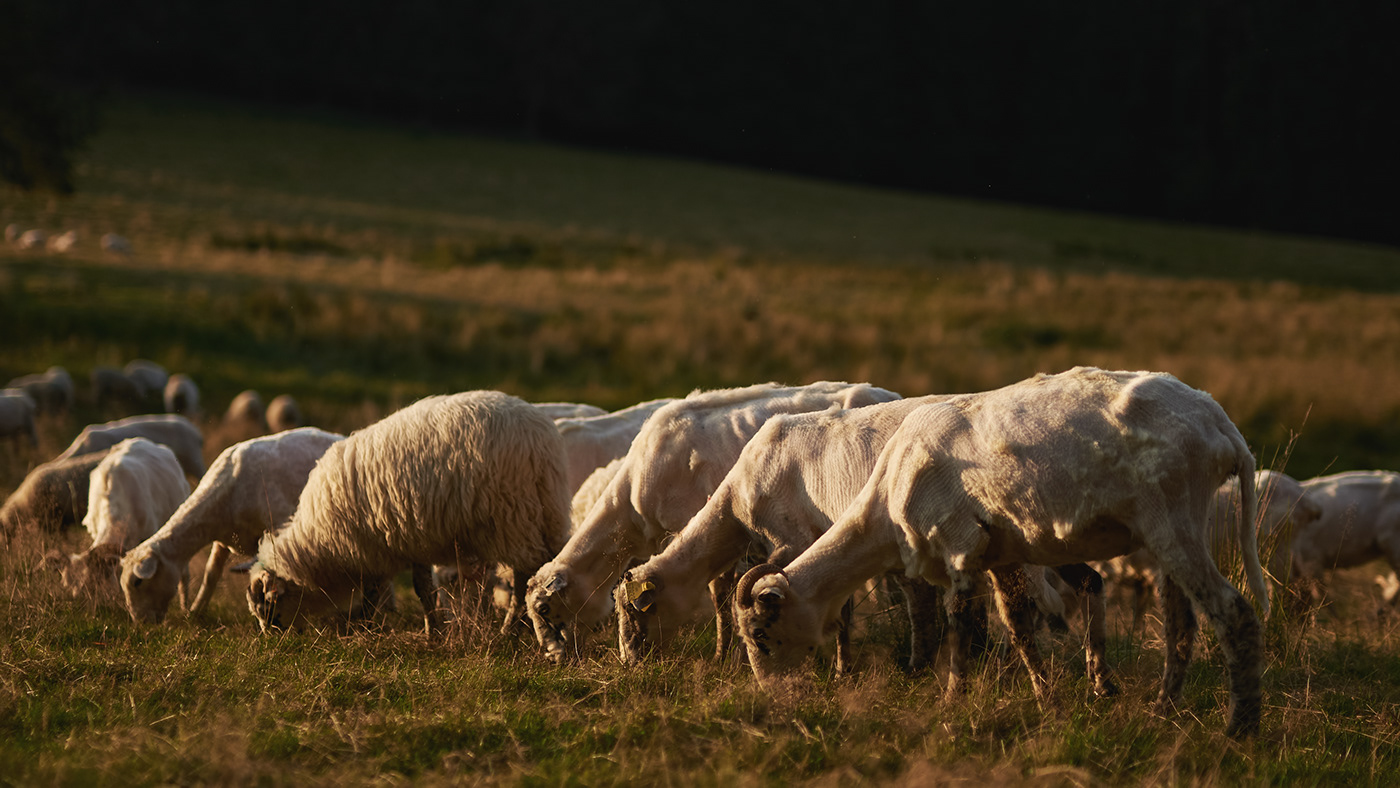 animals Documentary  documentary film mountains Nature sheep sheepbreeder