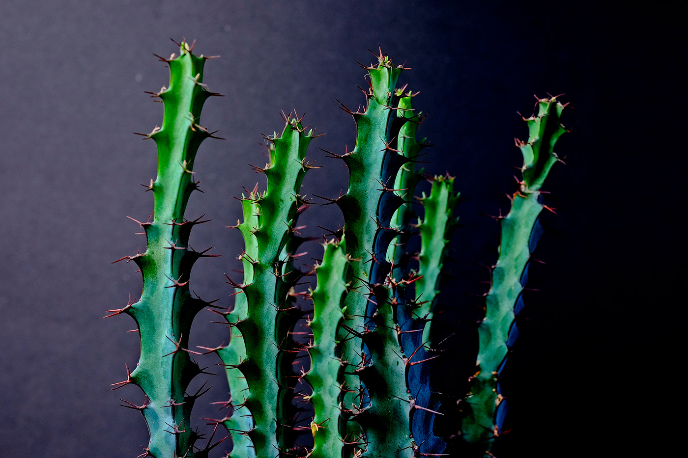 cactus Succulent Tree  macro Photography  fujifilm Fujinon