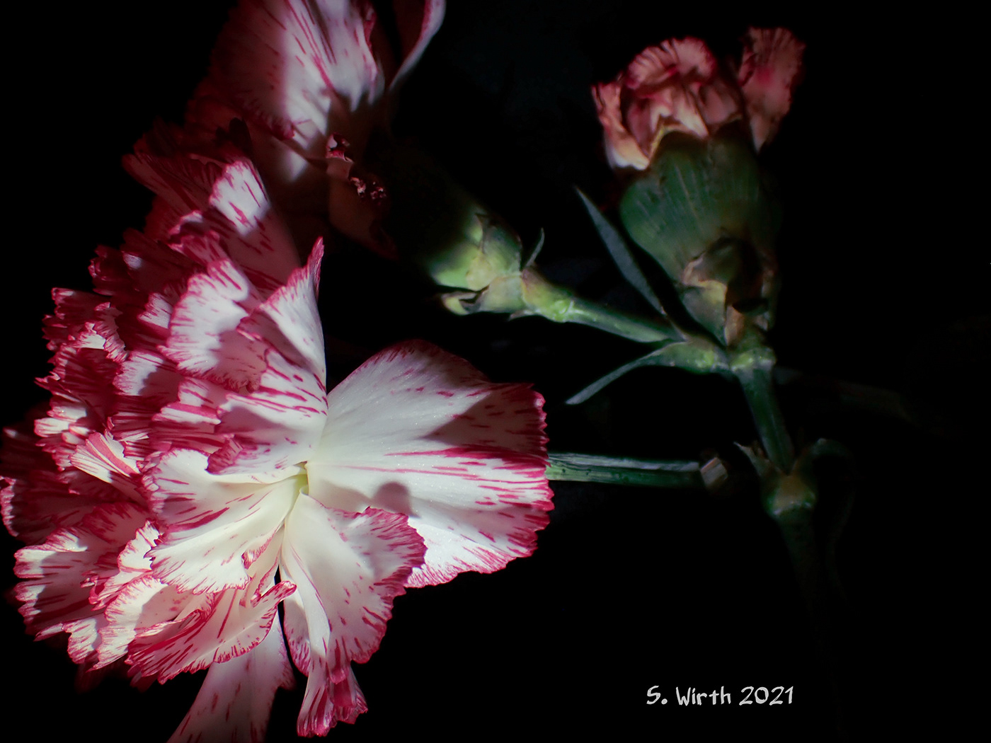 art blossoms carnation clove droplets dying March 2021 Stefan F. Wirth story withering