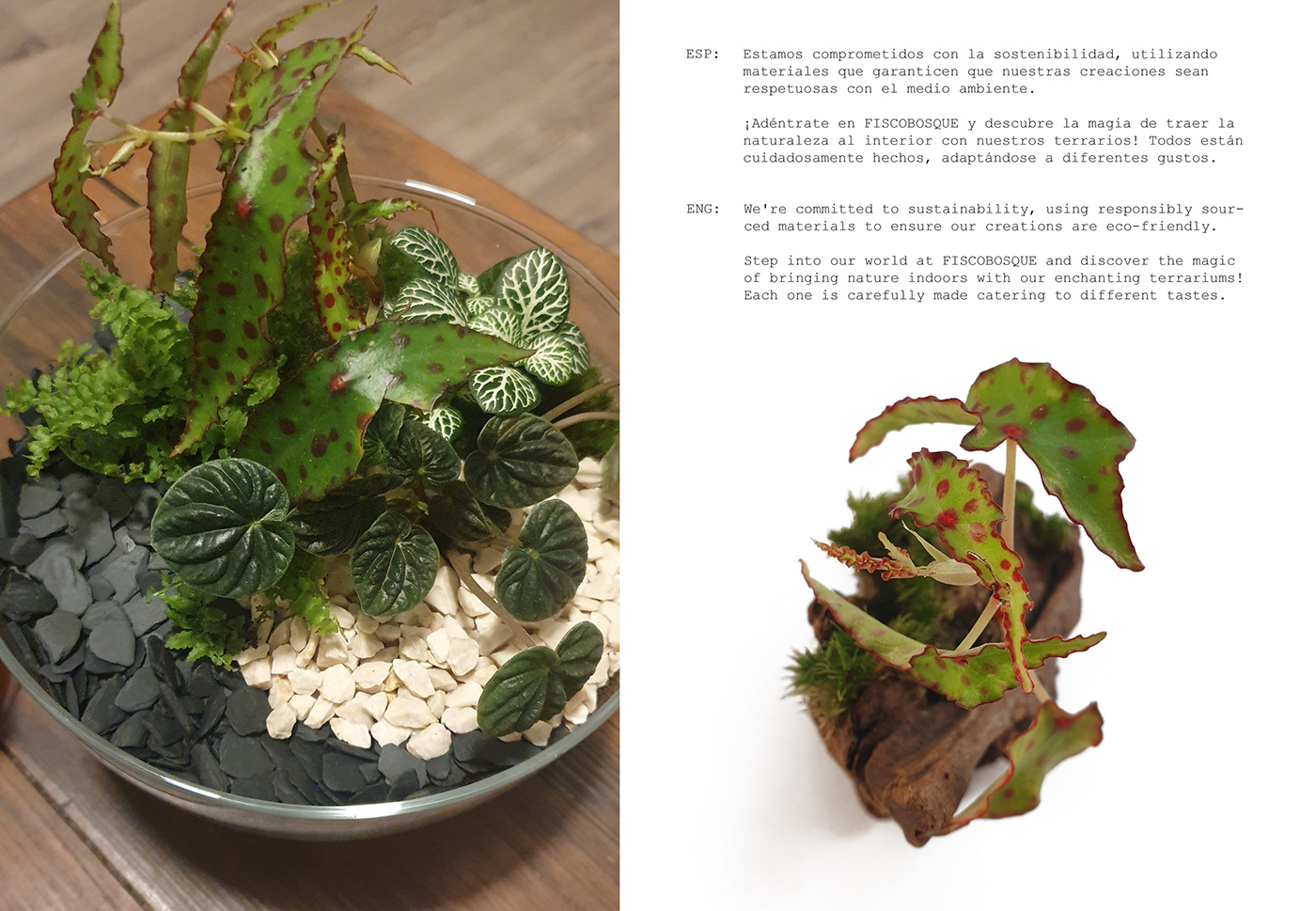 terrarium graphic design  brand identity Nature Small Business terrarios plantas plants tenerife