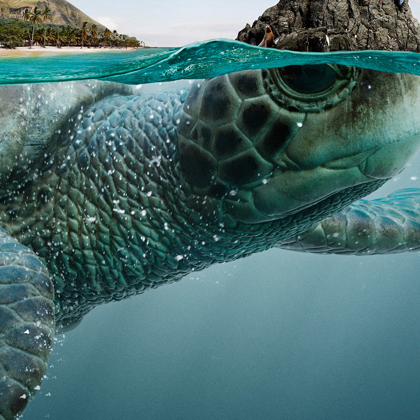 Ecuador tourism animals alligator Cayman ballena Whale Turtle tortuga iguana Galapagos sea