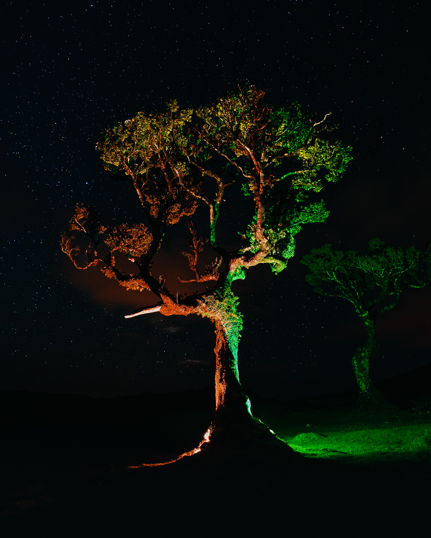 fine art forest lightpainting Madeira moodboard neon lights night photography photo series rgb light trees