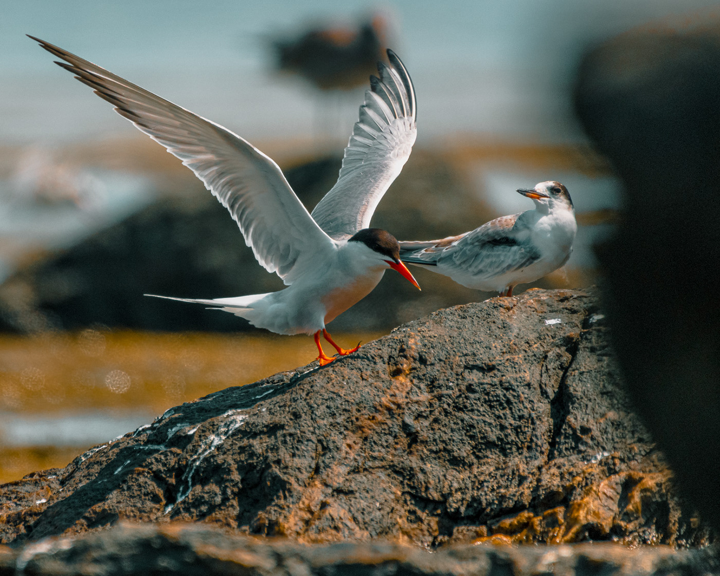birds egret Nature newport Rhode Island seabird shore tern water