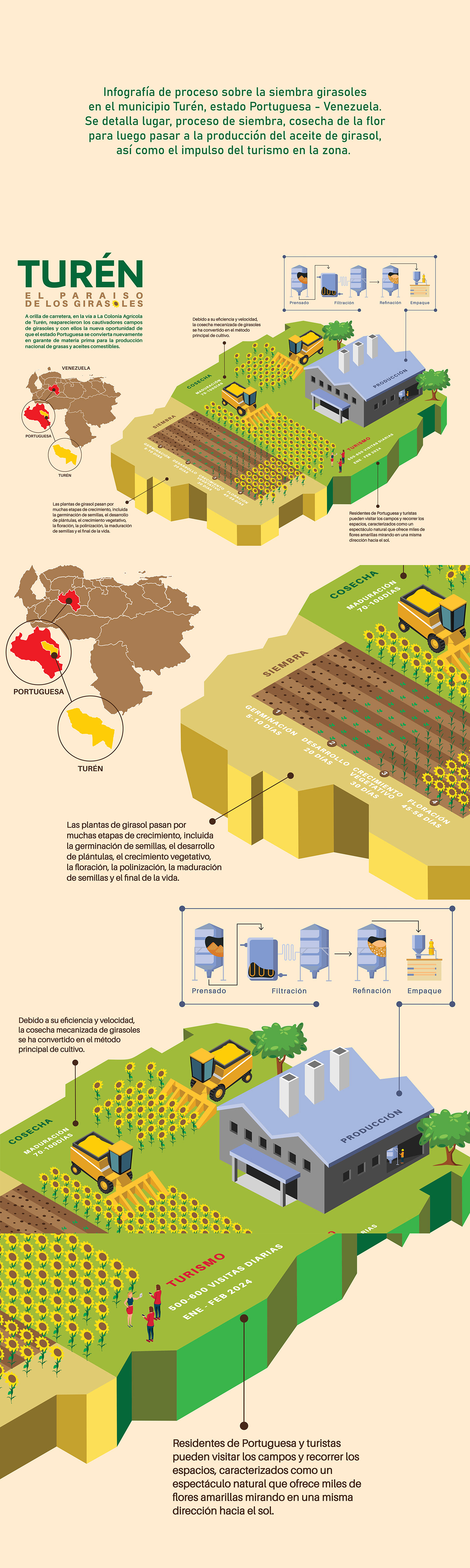 infografia inphographic ilustracion ILLUSTRATION  venezuela vector Illustrator Graphic Designer sunflowerfield