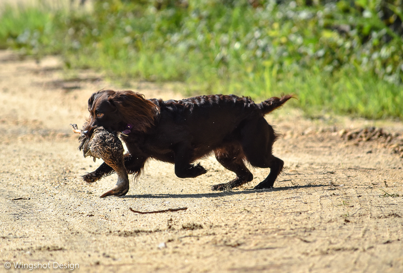 gundog Birddog fieldtrial hunttest Hunting shooting boykin spaniel retreiver outdoors