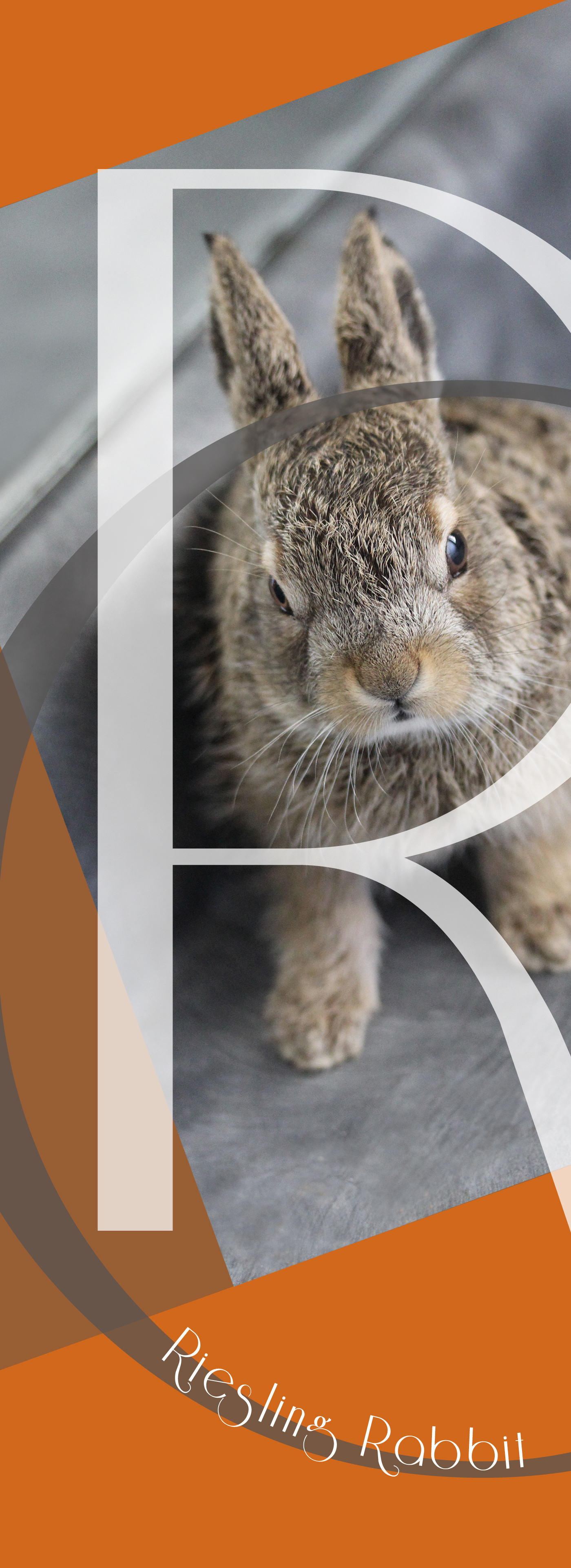 bunny rabbit animals cute hare riesling lettering orange grey tan brown font