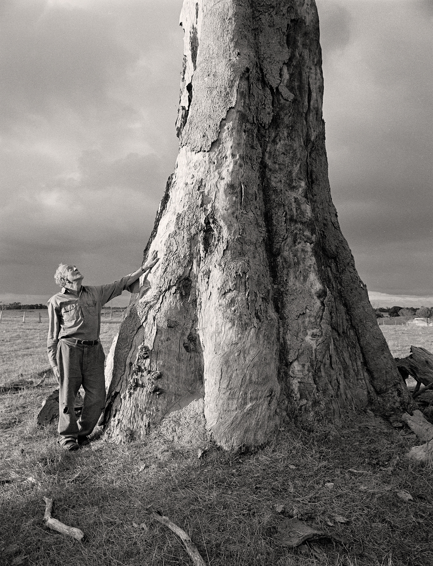Old man standing, looking skywards, arm out-stretched touching massive dead tree  trunk 
