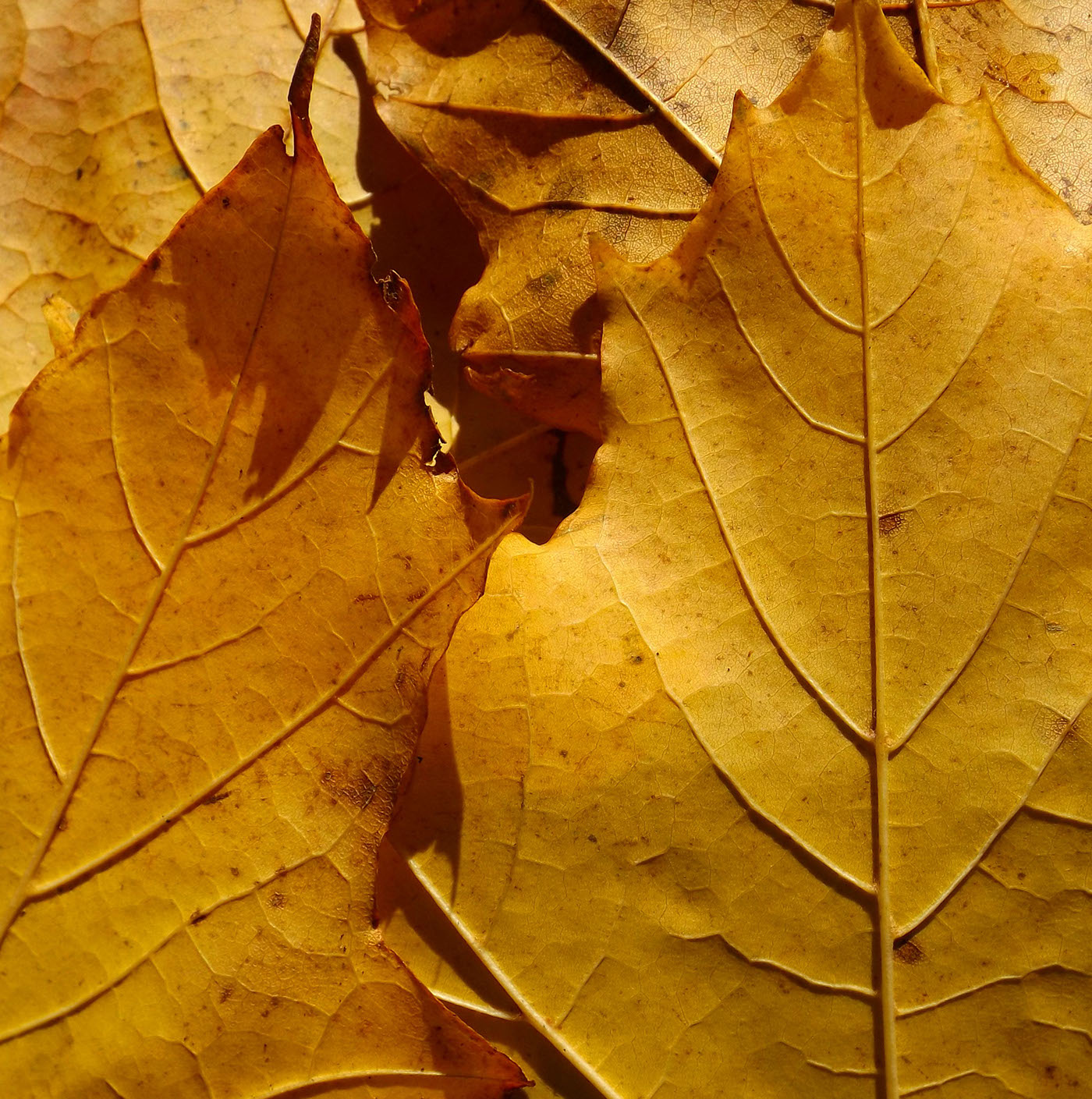 Nature Tree  leaves