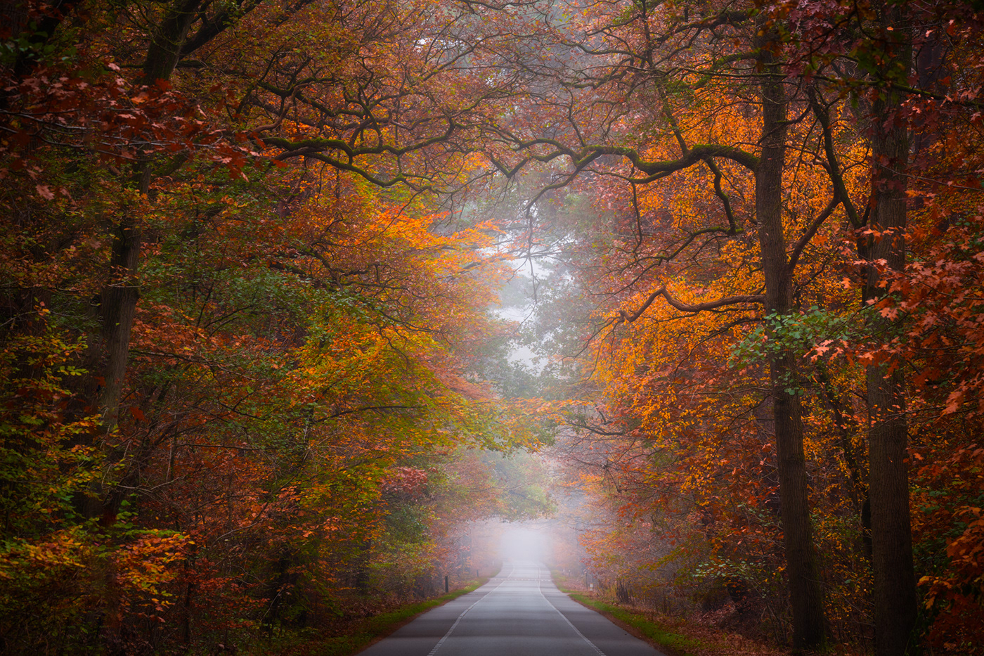 fog forest Forests mist paths roads The Netherlands trees