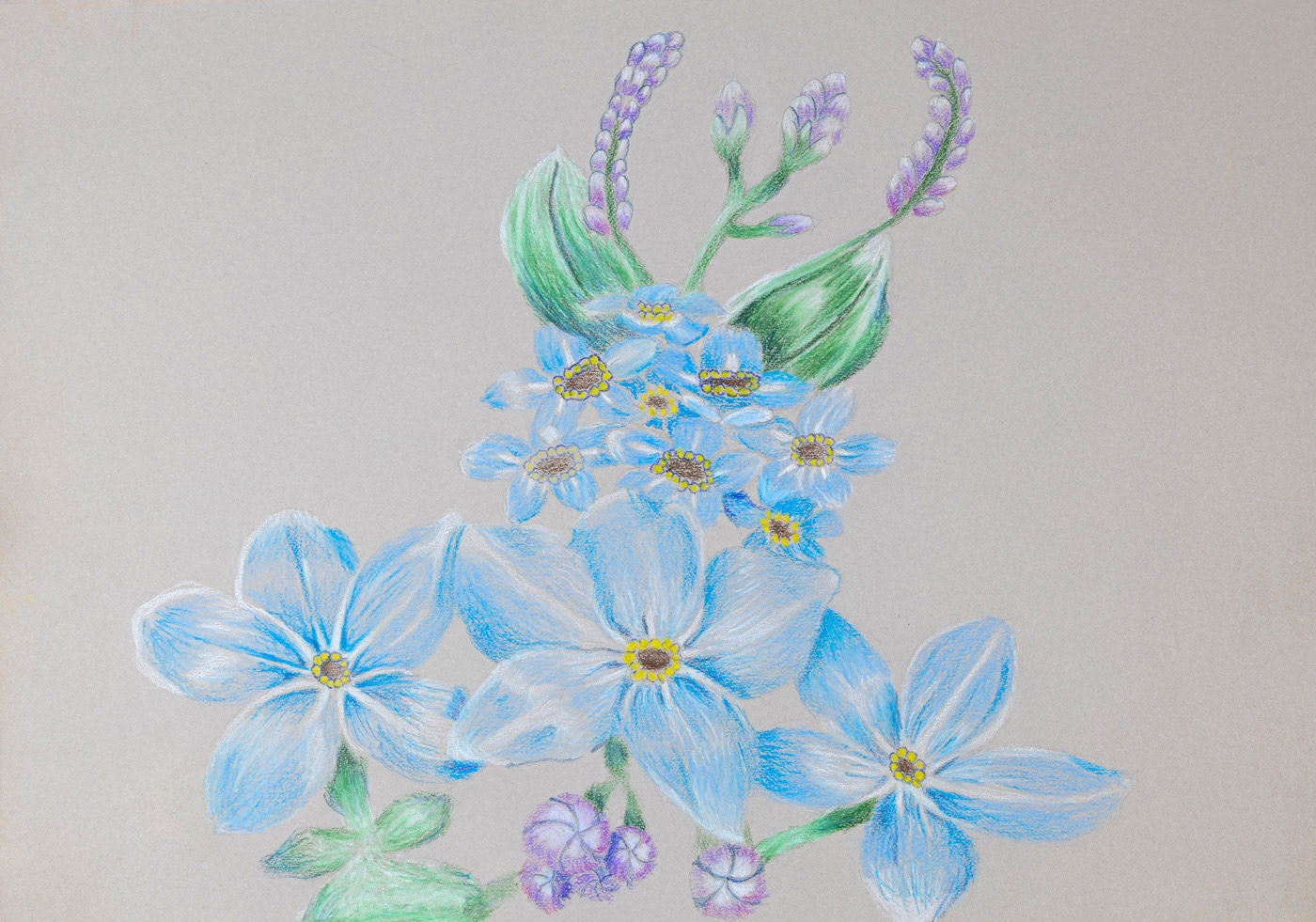 botanical colored pencil colorful drawings dry media Flowers graphite illustrations Nature Traditional media
