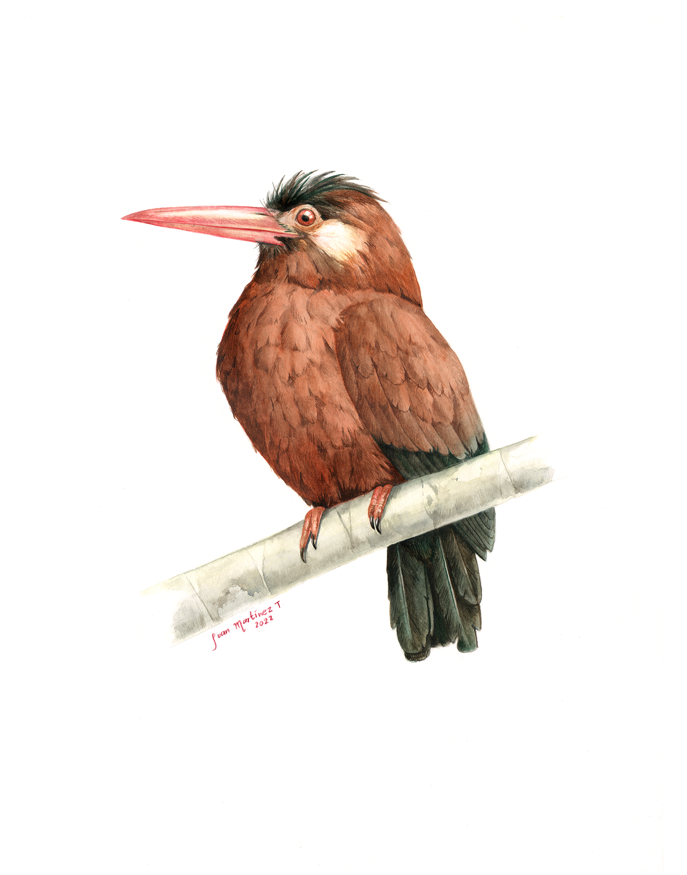 aves birds animals Nature scientific illustration Amazon ilustración científica watercolor acuarela ILLUSTRATION 