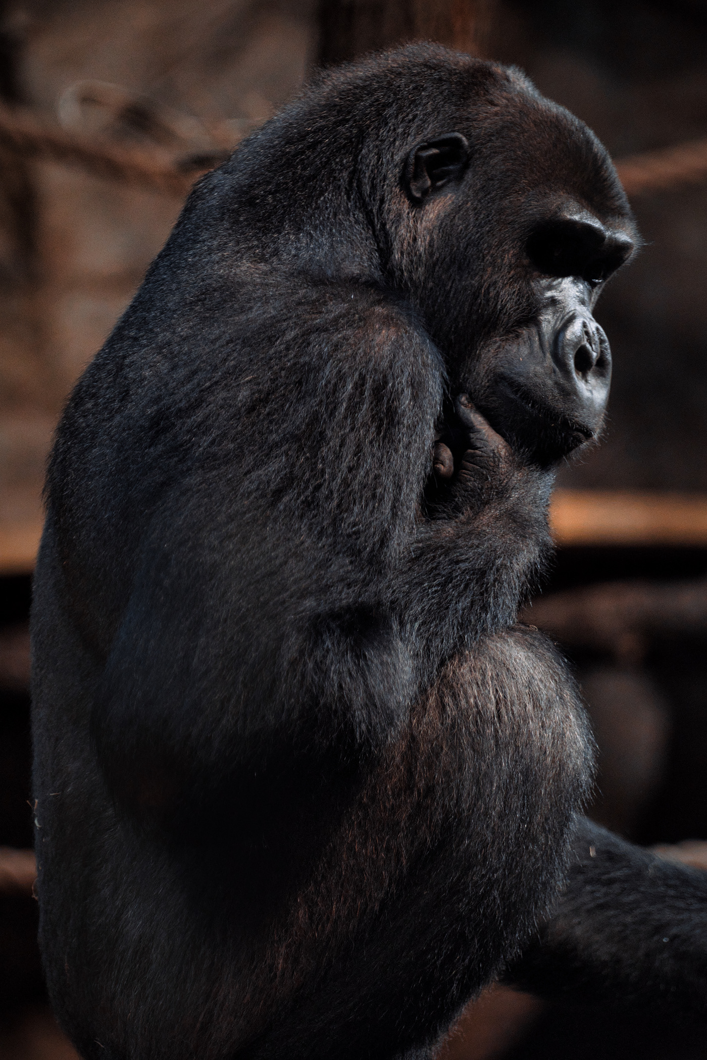 animals bear Gibbons gorilla monkeys Nature Photography  wildlife zoo
