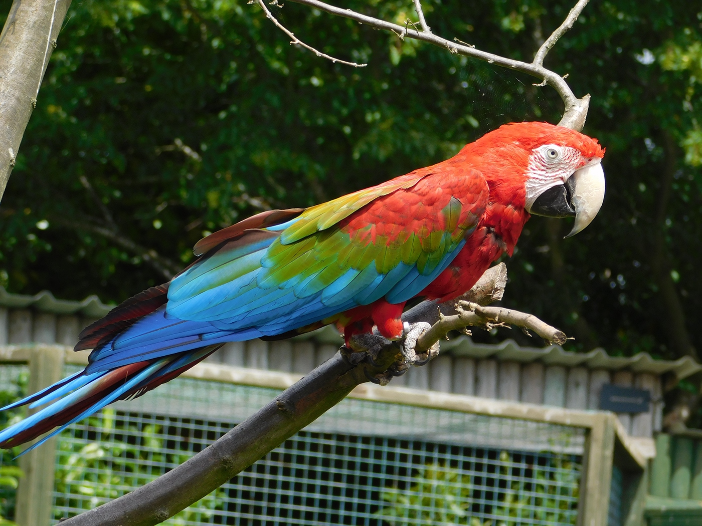 animal birds owl parrot Photography  tiger zoo