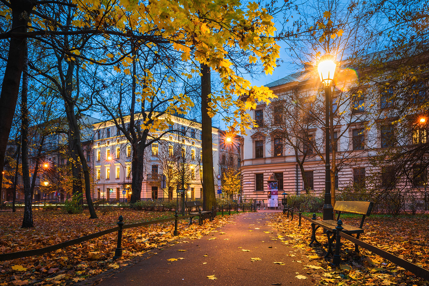 autumn city krakow Lamp leaf light MORNING night Tree  yellow