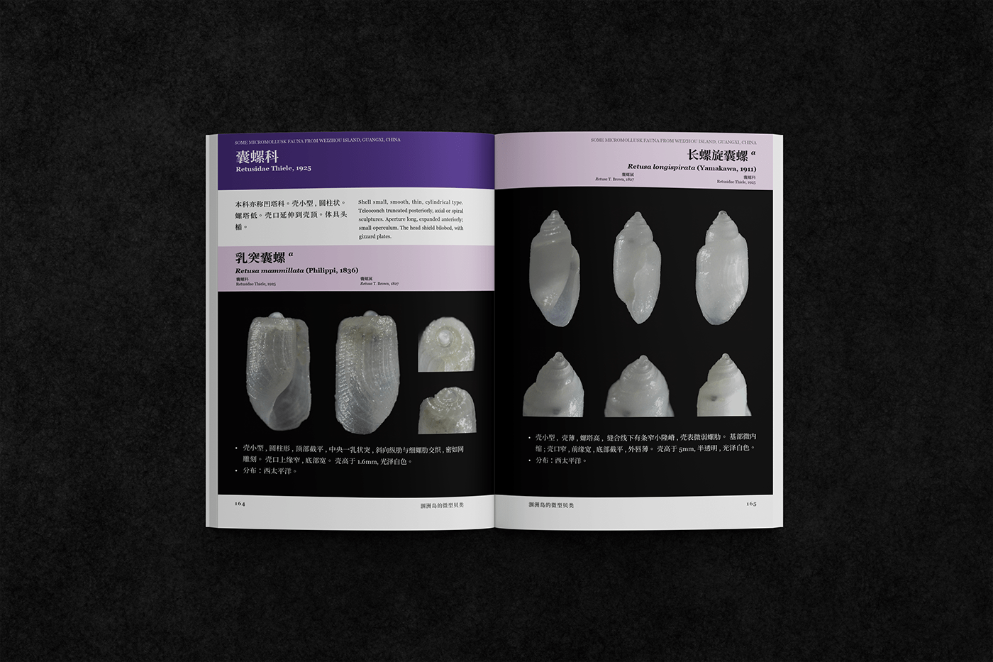biology book design editorial Illustrated book Ocean sea shell 圖鑑 生物 그림책