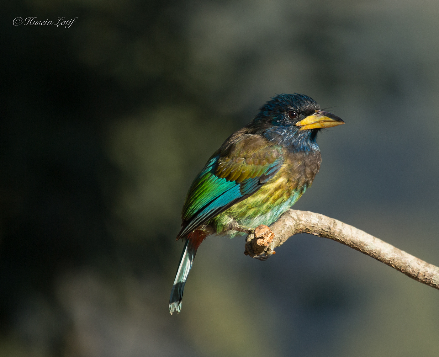 himalayas Bird Photography bird birding avian digital Nature wildlife India asia