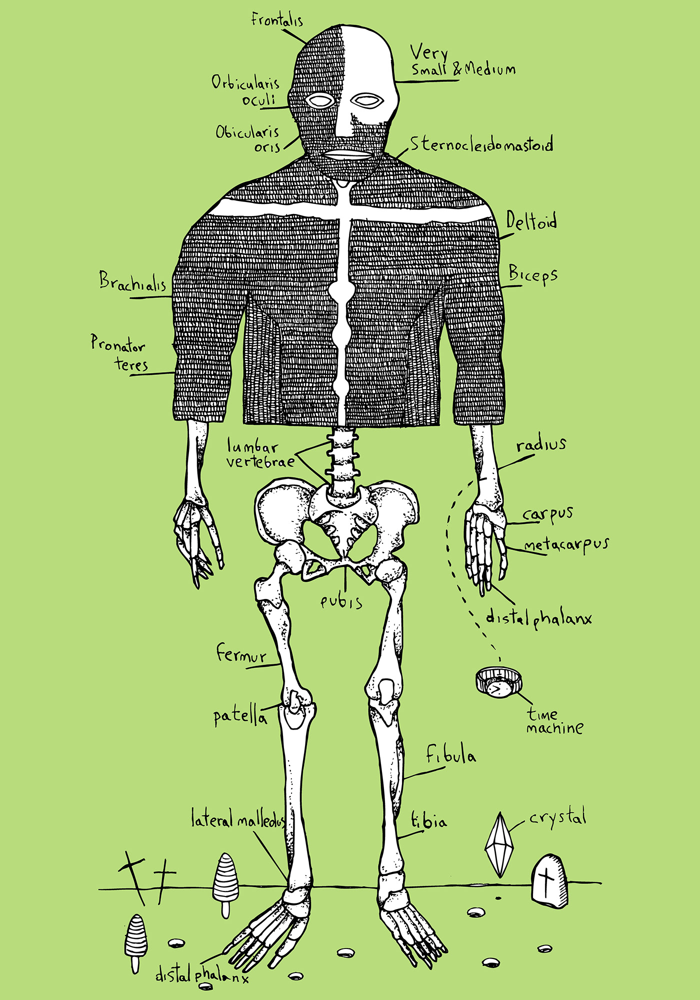 human being skeleton anthropos