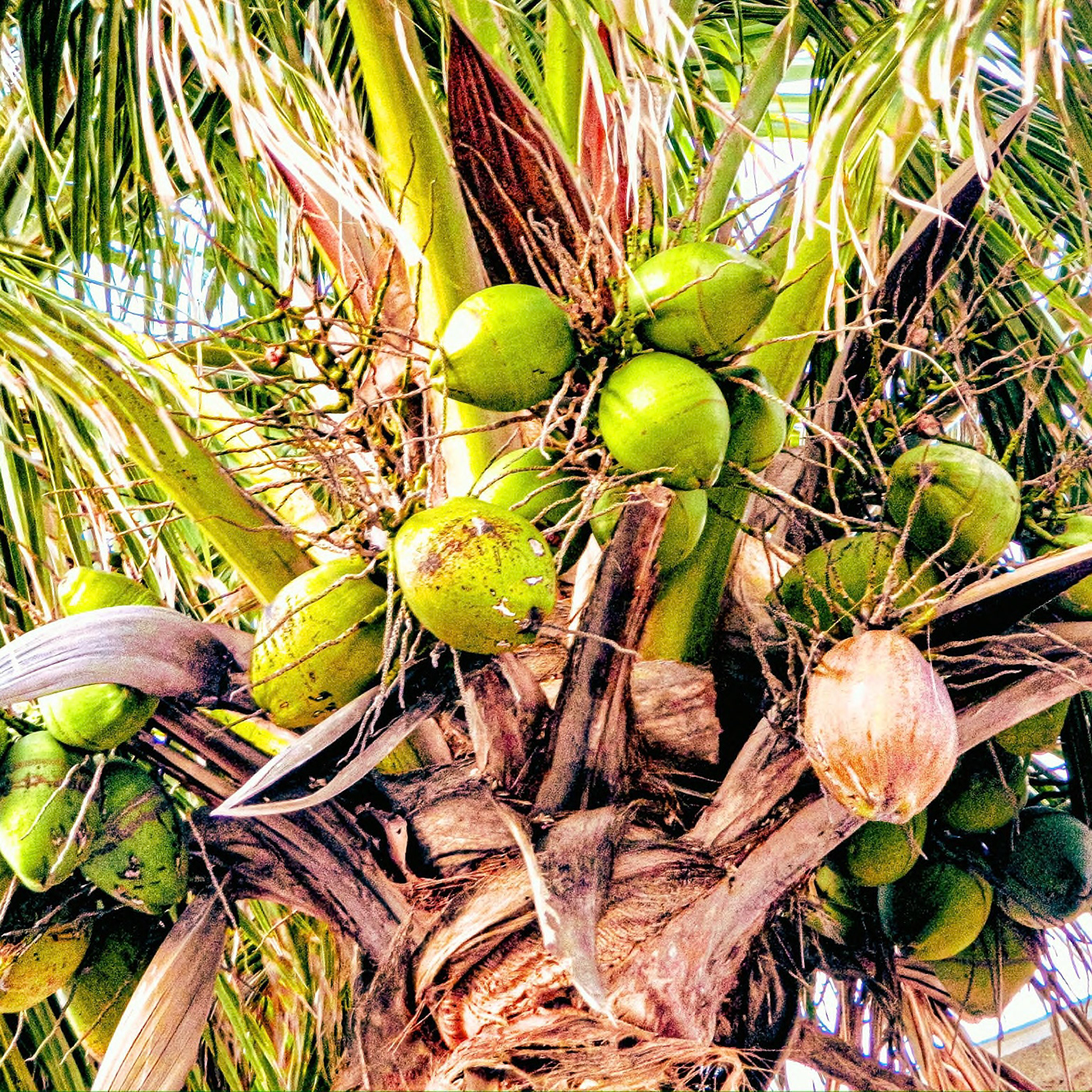 coconutgreentree