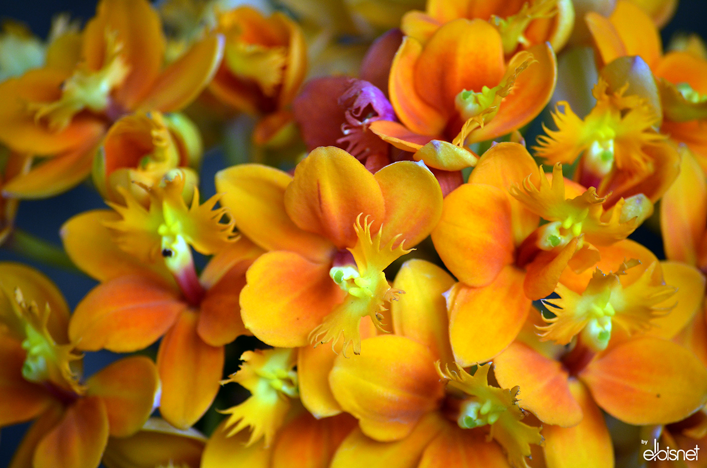 Flores Orquídeas colombia bogota Fotos
