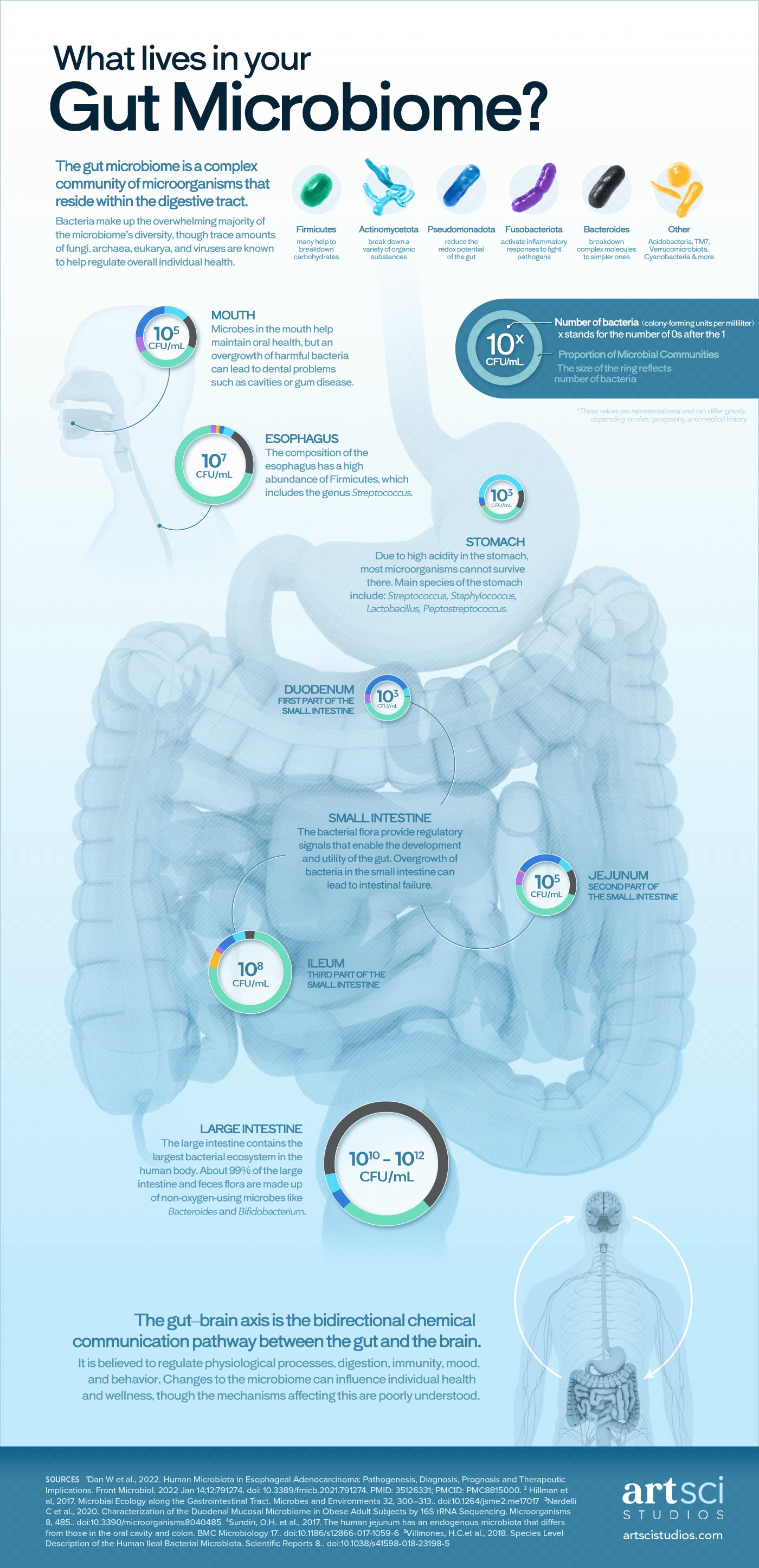 infographic infographics stomach gut Bacteria biology Health microbiology science data visualization