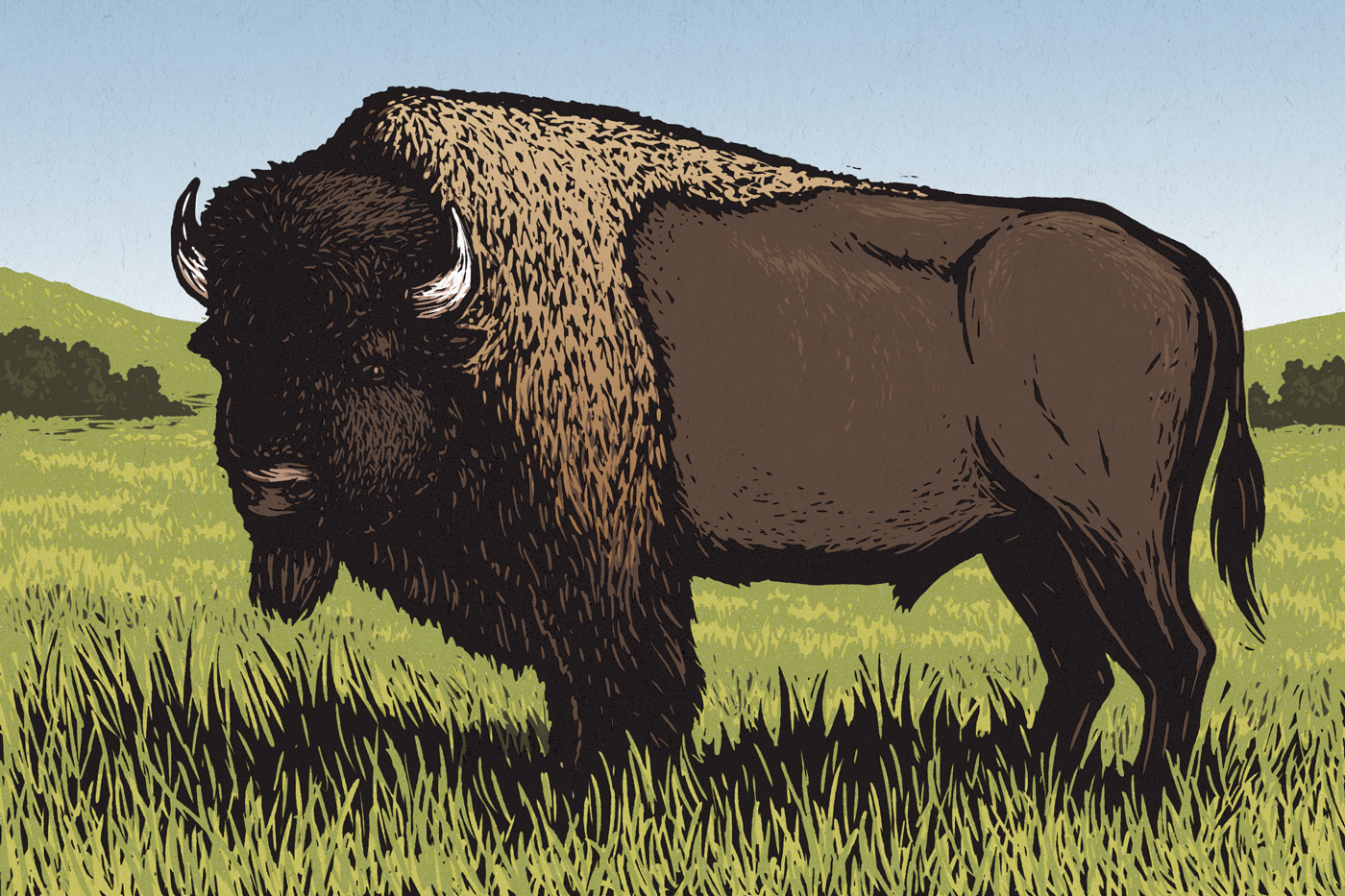 bison Buffalo woodcut scratchboard wildlife animal